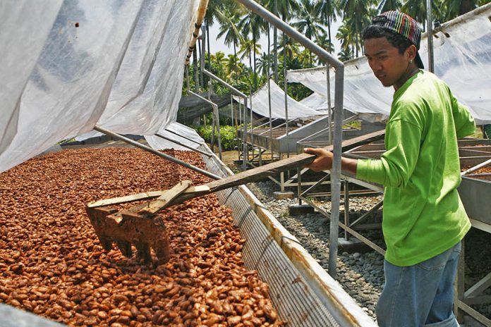 03cacao3-696x464-1 Bio-Fairtrade-Kakao  