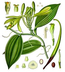 Vanilla_planifolia_-_Kohler%E2%80%93s_Medizinal-Pflanzen-278-1 The Bourbon vanilla of Madagascar  